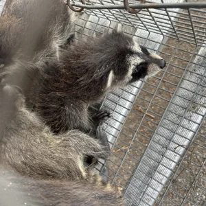 Animal Control in Kissimmee, FL