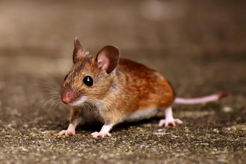 Rat & Mouse Control