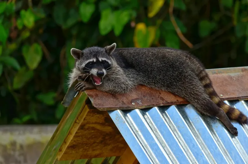 Raccoon Removal