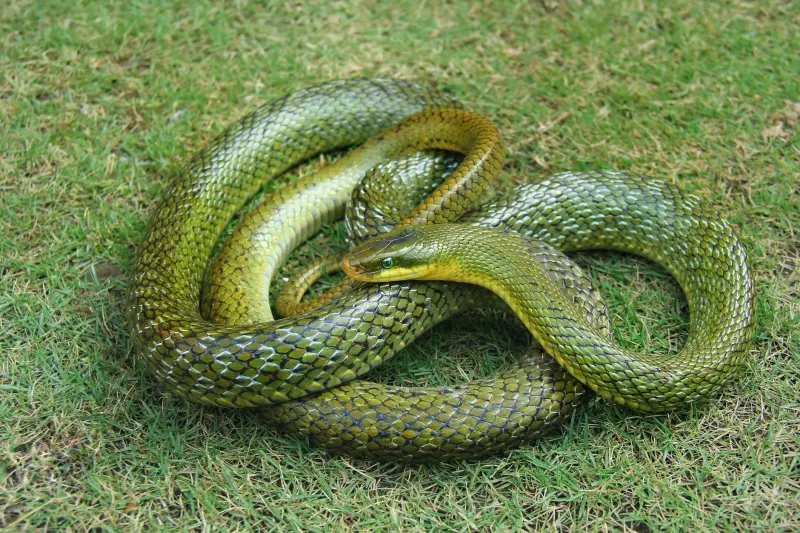 Snake Removal