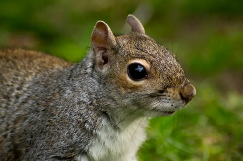Squirrel Control
