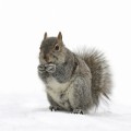 Squirrels are driving me nuts. | iStock_000006181237Large