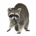 I have a raccoon problem. | iStock_000005652079Large