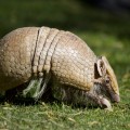 These armadillos need to go.