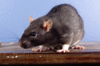 Yup, it's rats. | iStock_000003354915Large