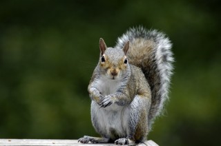Squirrels are driving me nuts. | iStock_000000615713Large
