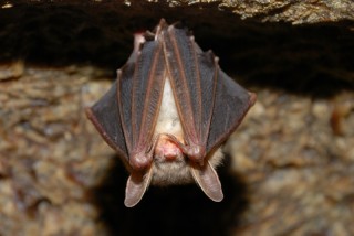 I smell a bat problem. | shutterstock_16822741