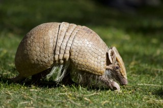 These armadillos need to go. | large__12228738215