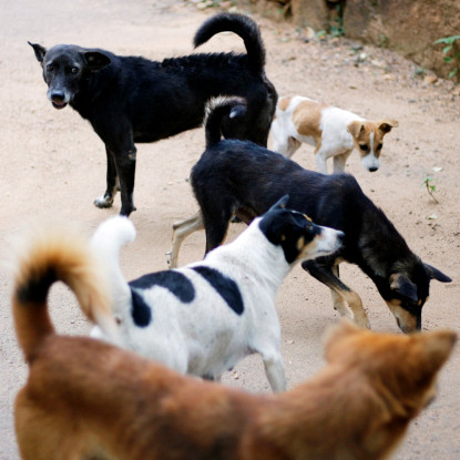 Dog and cat animal control services in Central Florida