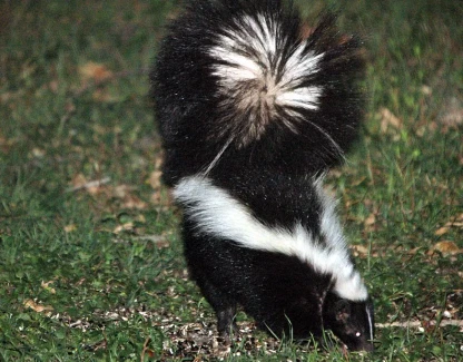 Skunk Removal in Central Florida — Smell, Den Sites, and Humane Eviction