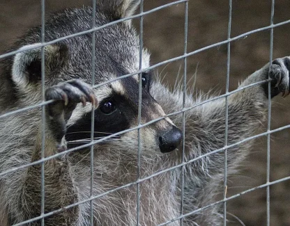Florida Nuisance Wildlife Trapping Law, Species by Species