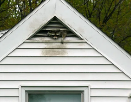 Who to Call for Wildlife in Central Florida: County Animal Services, FWC, or a Nuisance Wildlife Control Operator