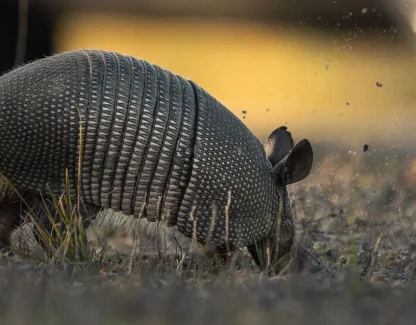 Armadillo Holes in Your Florida Yard: How to Tell, What They Mean, and What to Do