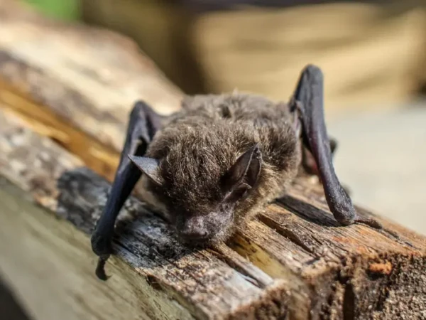 Bat Exclusion