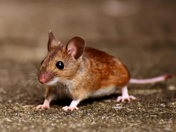 Rat & Mouse Control