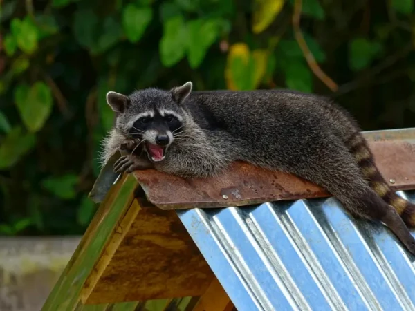 Raccoon Removal
