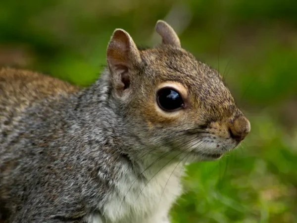 Squirrel Control
