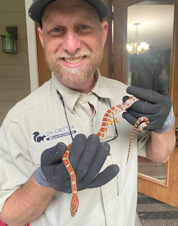 Steve DeMoor, Dr. Critter founder and lead wildlife technician — Florida FWC Nuisance Wildlife Trapper since 1996